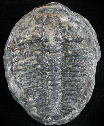 Elrathia Trilobite - Wheeler Shale, Utah #24977